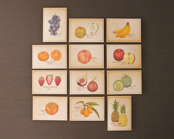 Mocolier圖鑑風留言卡—水果 (大,共12張)