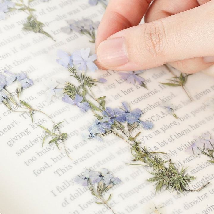 Appree仿真押花貼紙—針葉天藍繡球