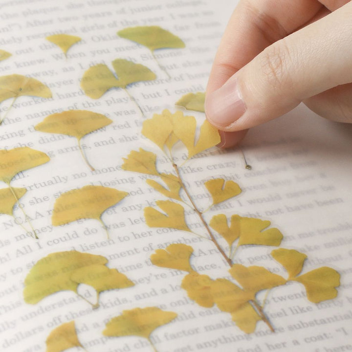 Appree仿真押花貼紙—銀杏