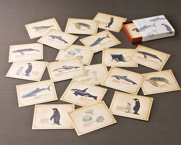 Mocolier圖鑑風留言卡—海洋生物 (小,共20張)