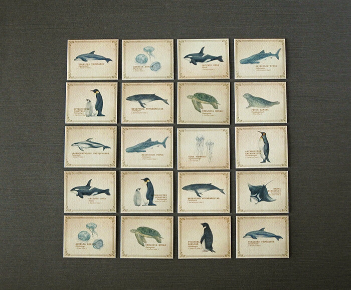 Mocolier圖鑑風留言卡—海洋生物 (小,共20張)