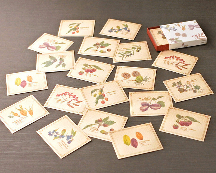 Mocolier圖鑑風留言卡—果實 (小,共20張)