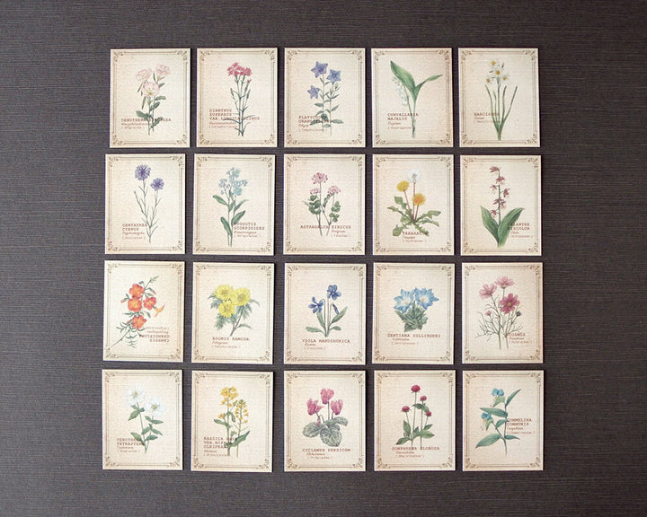 Mocolier圖鑑風留言卡—野花 (小,共20張)