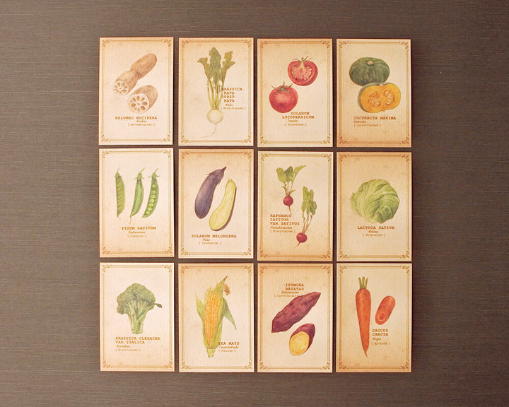 Mocolier圖鑑風留言卡—蔬菜 (大,共12張)