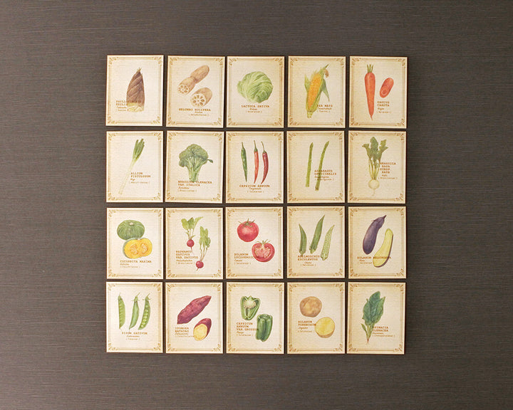 Mocolier圖鑑風留言卡—蔬菜 (小,共20張)