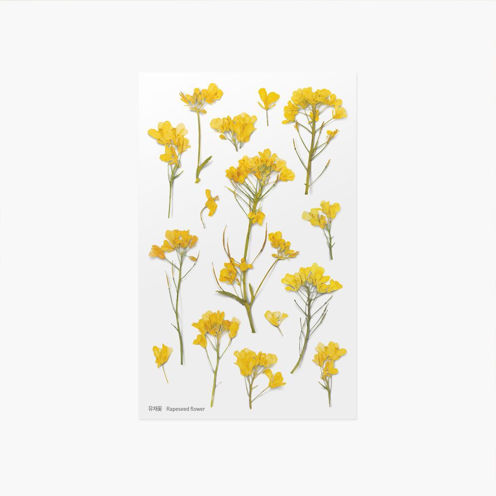 Appree仿真押花貼紙—Rapeseed flower