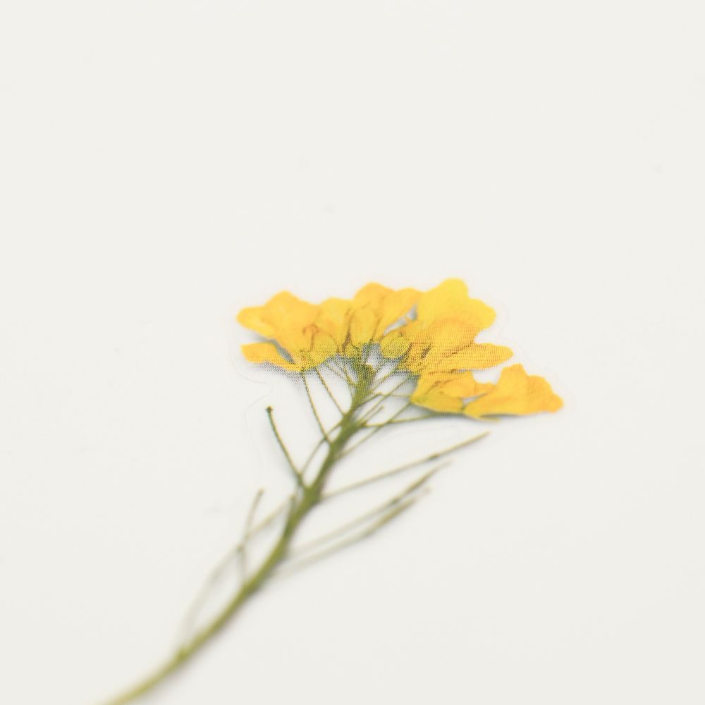 Appree仿真押花貼紙—Rapeseed flower