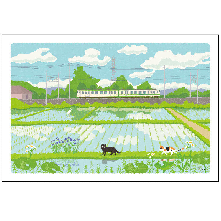 Tabineko旅貓明信片－夏日散步
